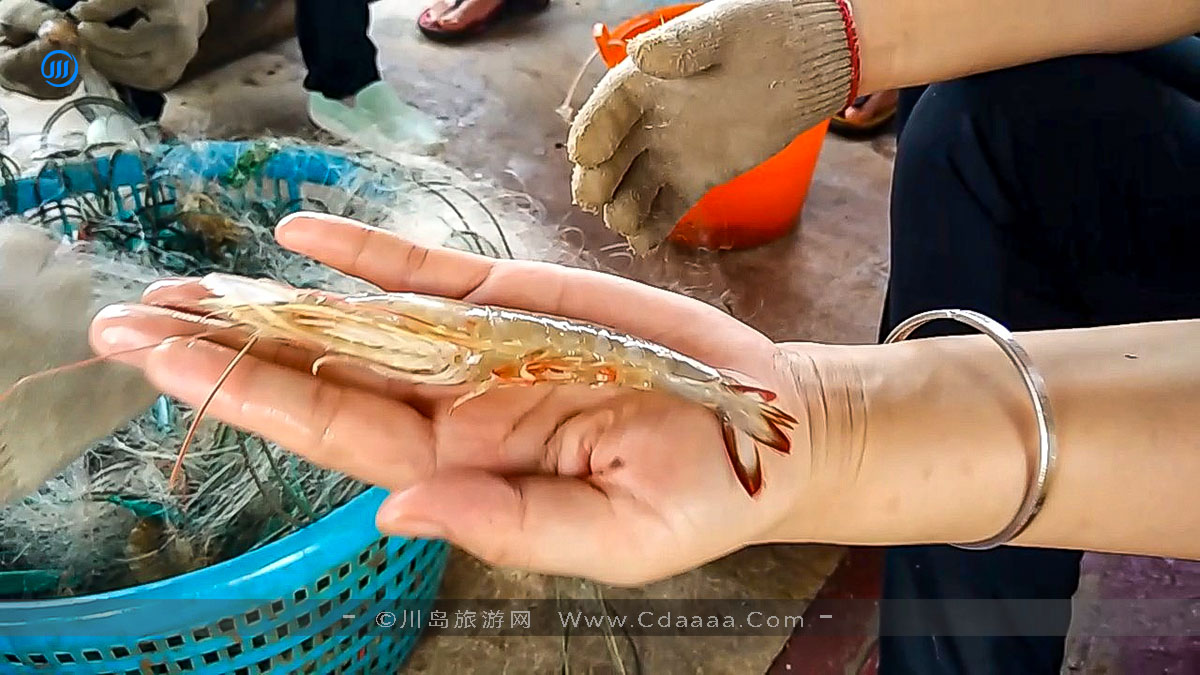 出海捕鱼12