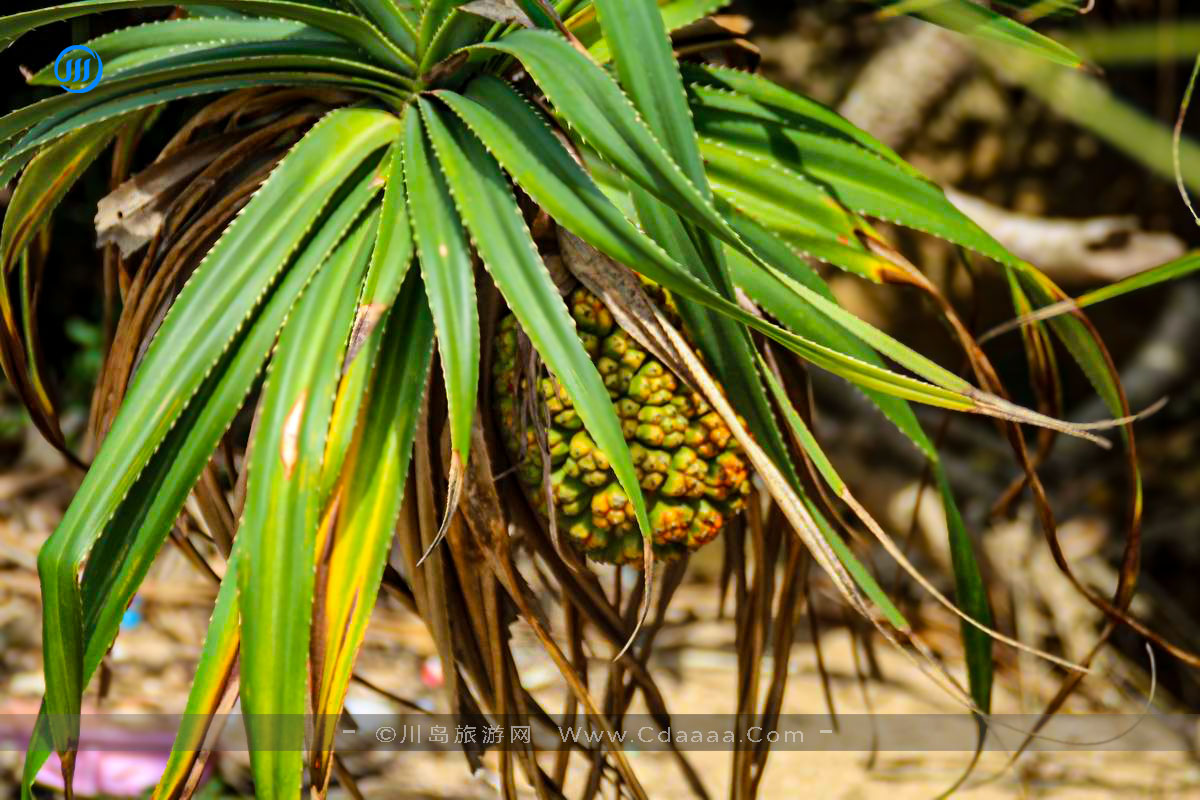 海菠萝树