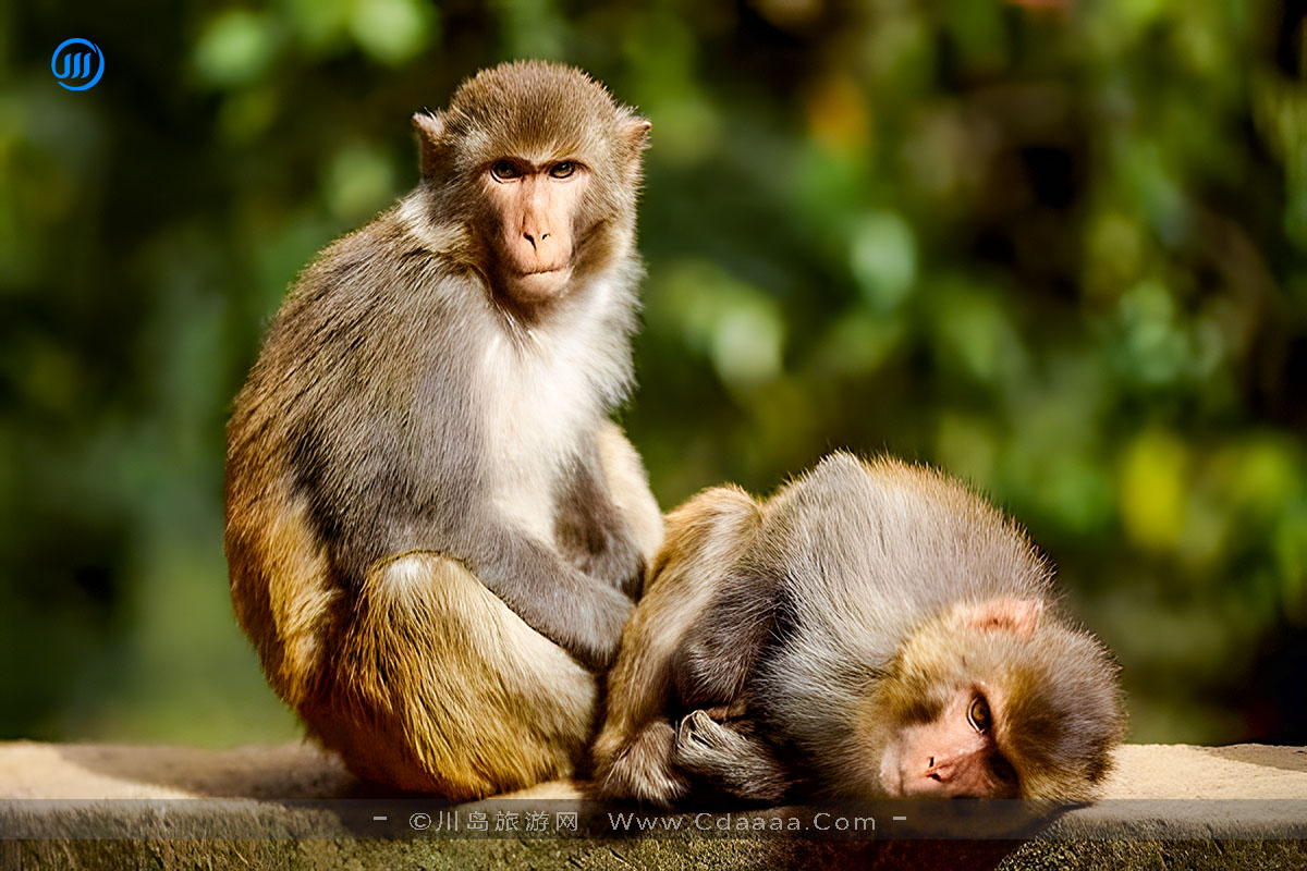 趣说上川猴子【老马识途第五期】