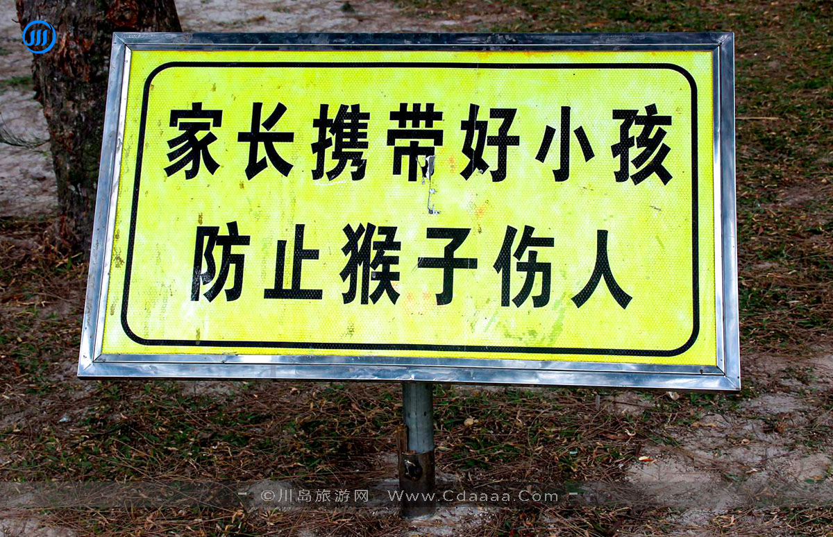 上川岛猕猴 上川岛猕猴