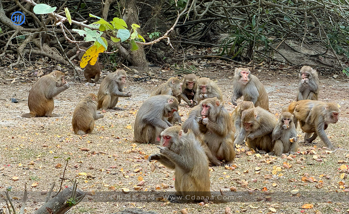上川岛猕猴 上川岛猕猴
