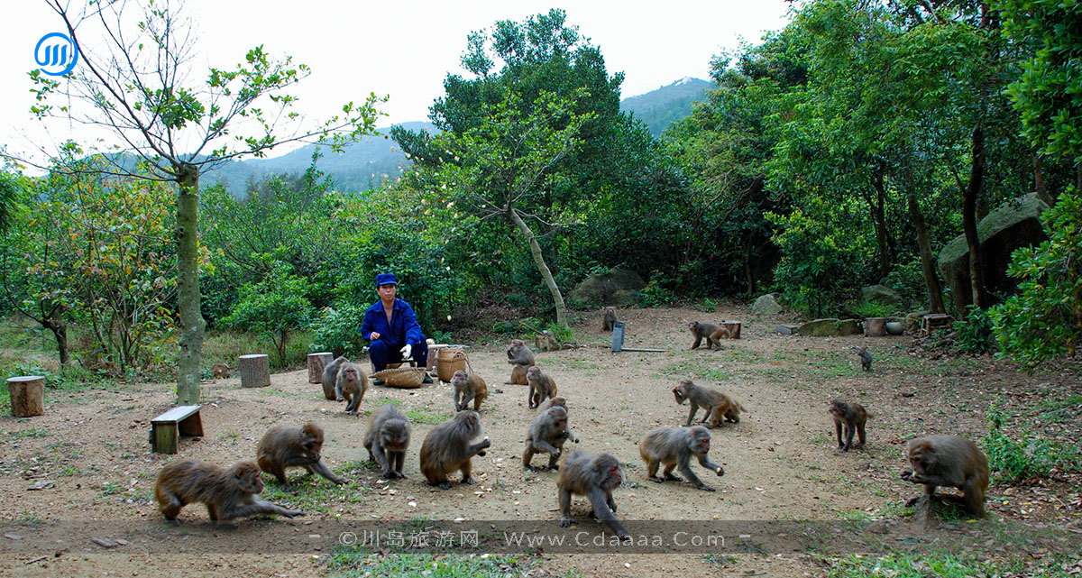 上川岛猕猴 上川岛猕猴