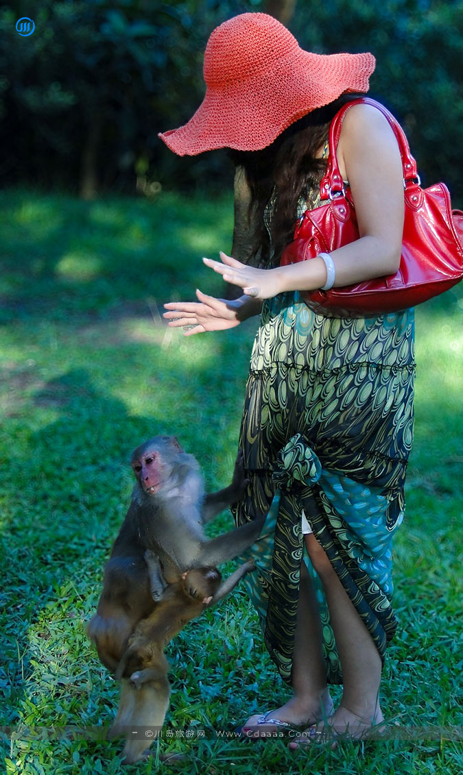 上川岛猕猴 上川岛猕猴