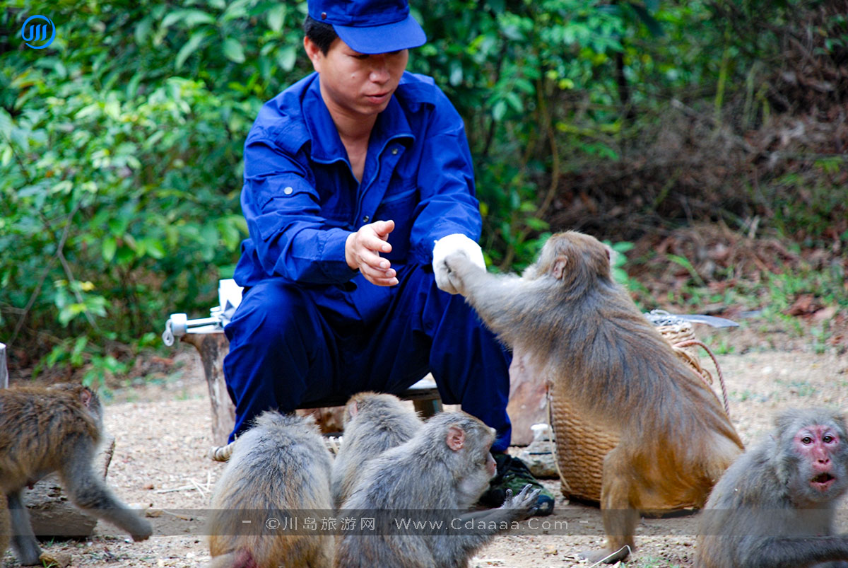 上川岛猕猴 上川岛猕猴