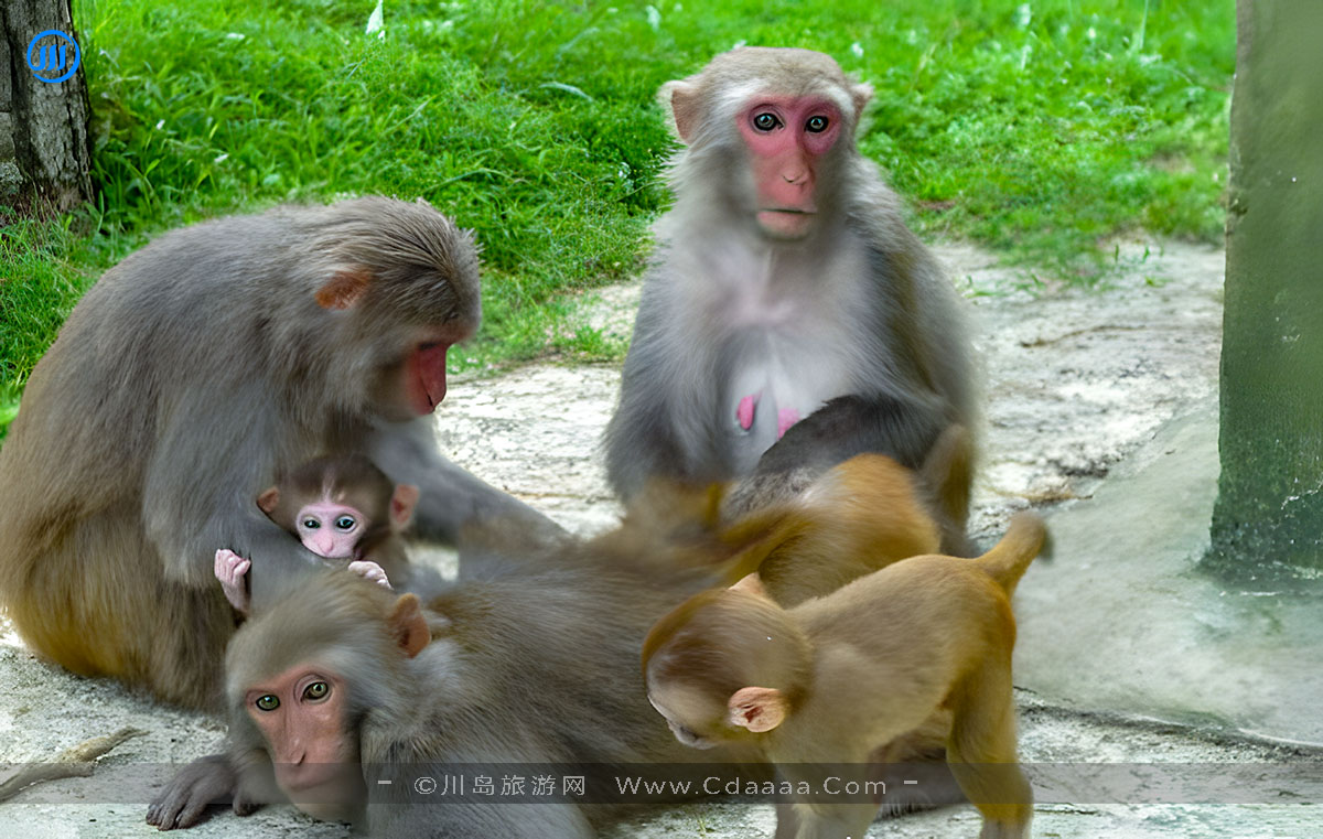 上川岛猕猴 上川岛猕猴