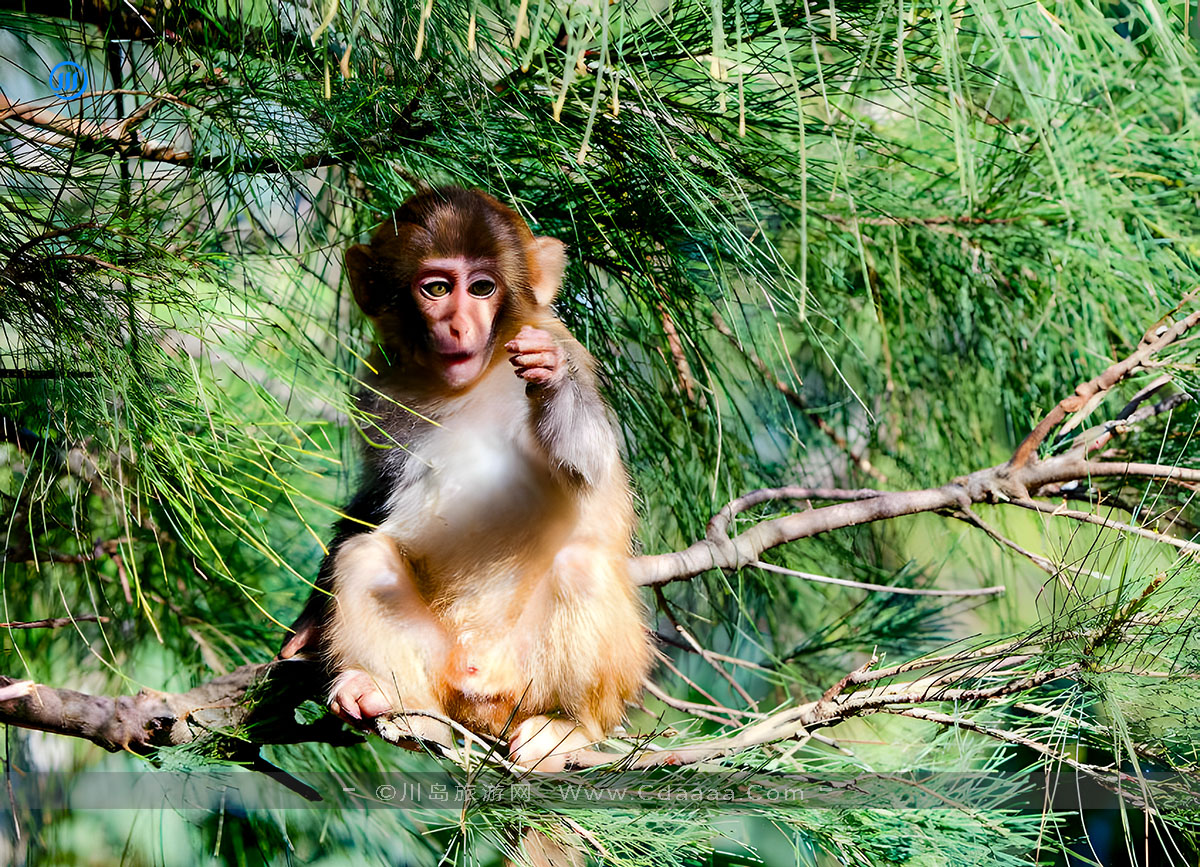 上川岛猕猴 上川岛猕猴