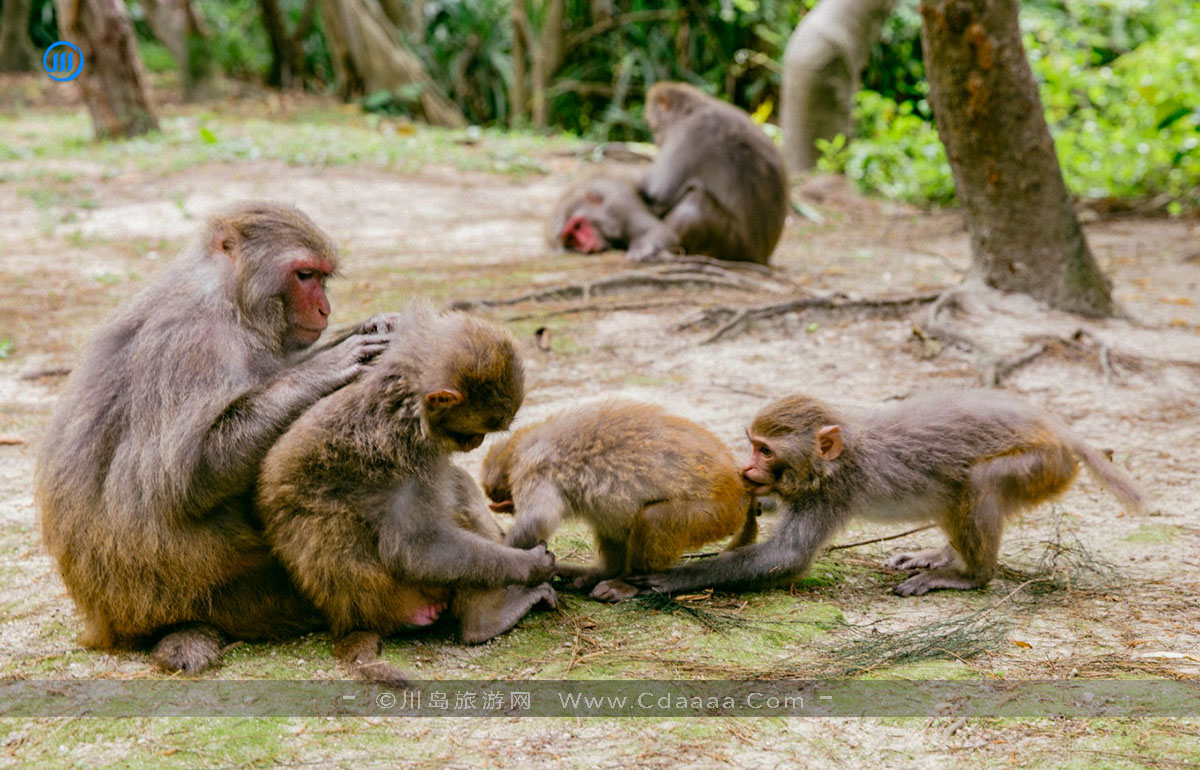 江门籍环球小姐带你畅游大美台山上下川岛 江门籍环球小姐带你畅游大美台山上下川岛