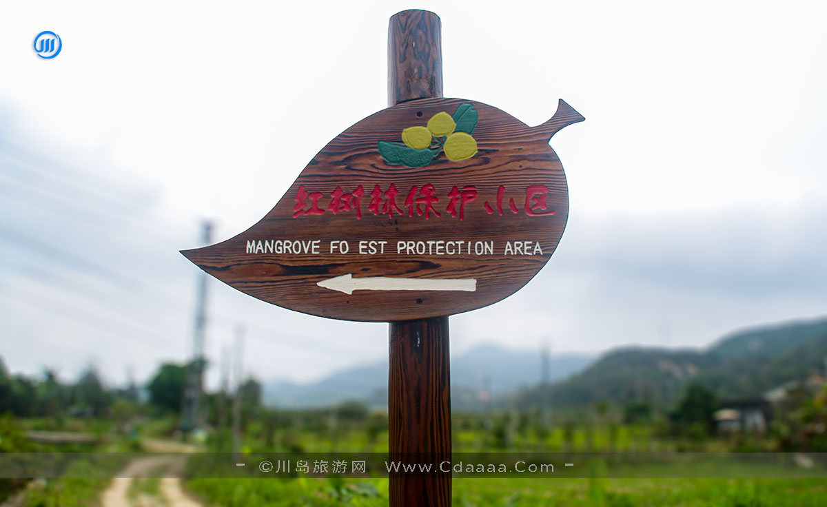 上川岛红树林