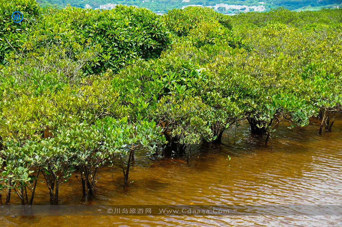 上川岛红树林
